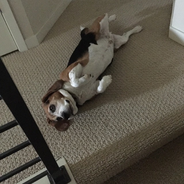 Every morning, Jasper gets me out of bed and before we can go downstairs, requires I scratch his belly. Anyone know if I can return a dog 7 years later? ;)