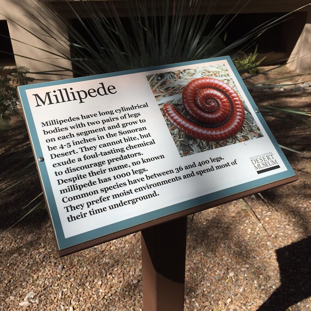 Great marketing for the Desert Museum at the resort. Resort guests get a little bit of education. The museum gets free advertising.