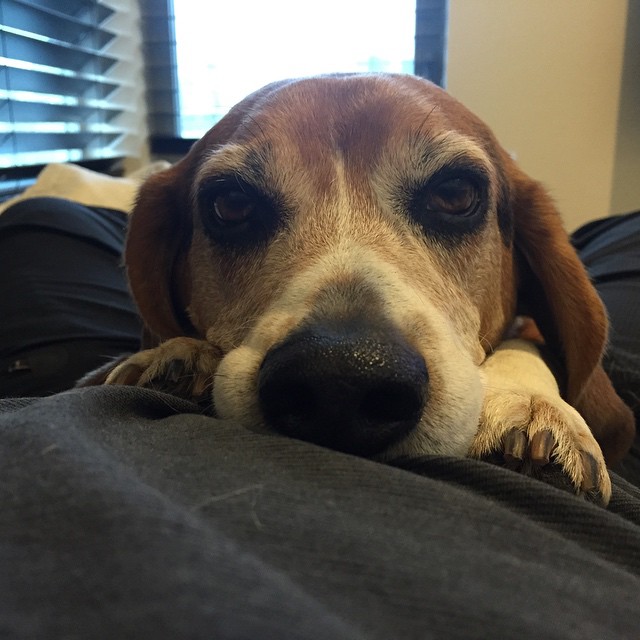 Jasper is bored with this rain.
