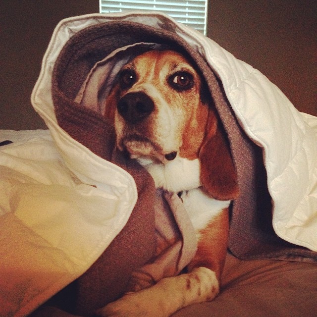 Good morning! #beagle