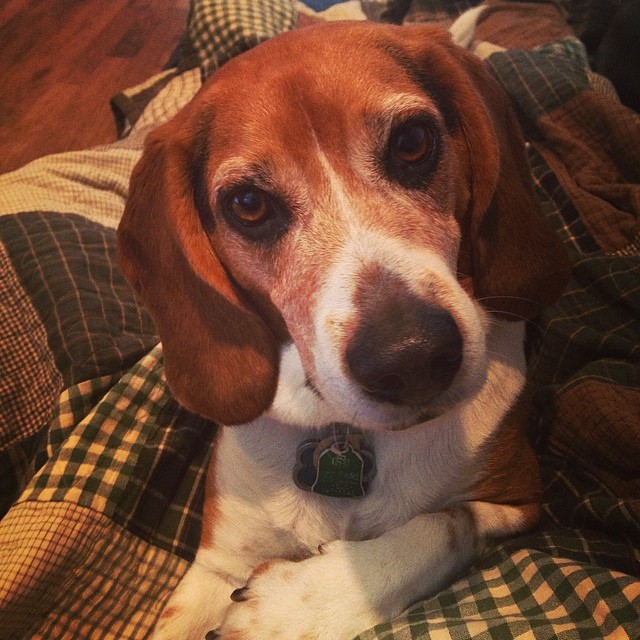 The quilt my mom made me is coming in handy on this cold, gloomy day. Thanks, mom!