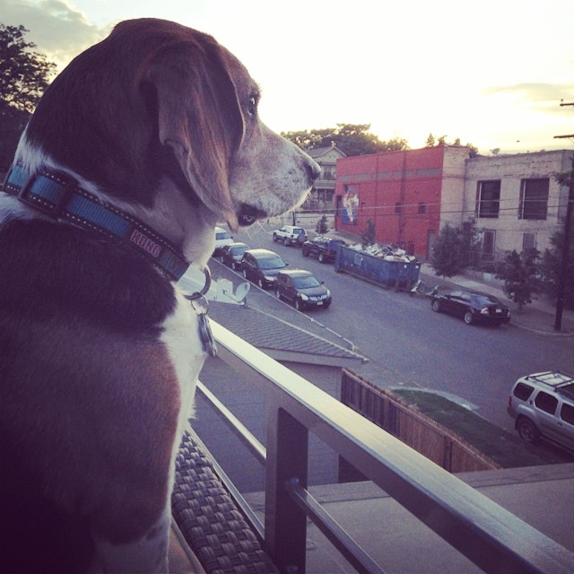 Jasper loves his new rooftop view of the neighborhood.