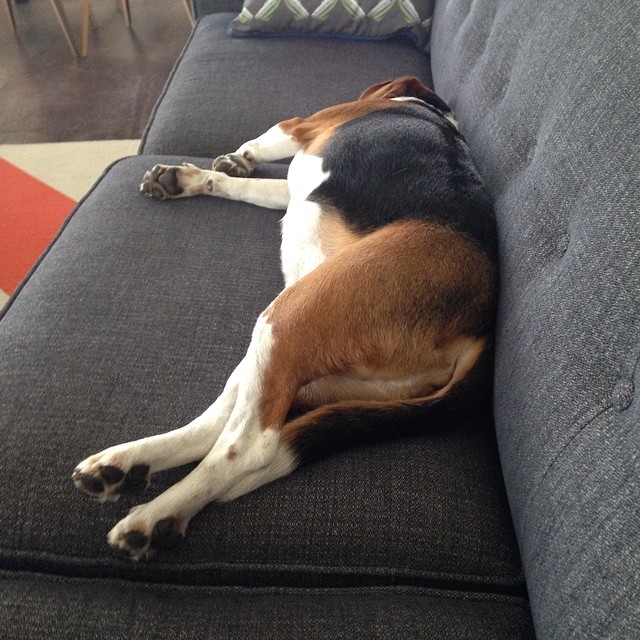 Working from home today to get some uninterrupted thinking/planning/writing done. Except my assistant is snoring.