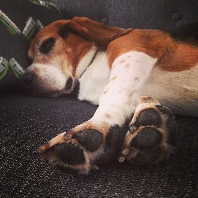 Lazy Sunday. And he stole my pillow.