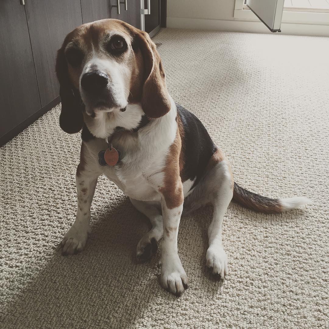 Doggy emo. #beagle #beaglesofig