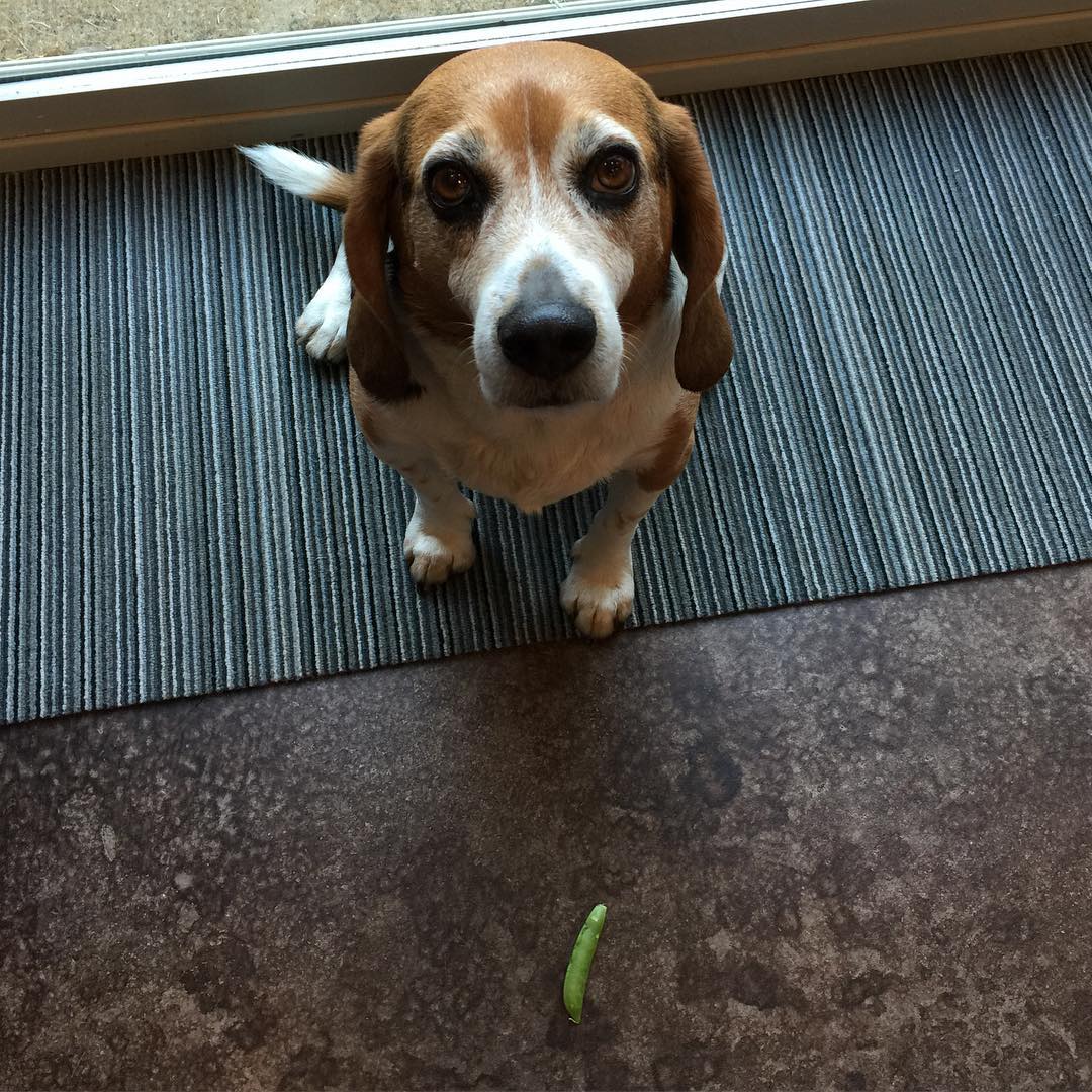 Jasper does not appreciate his new vet-approved diet plan that substitutes chicken treats for snap peas and carrots.