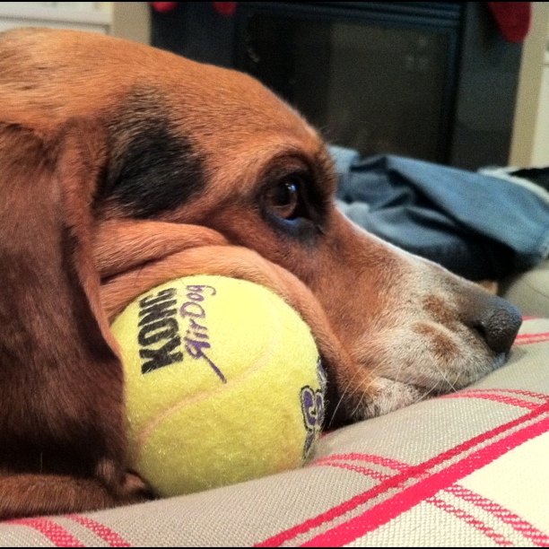 Jasper is too tired to remove the ball growing out of his face