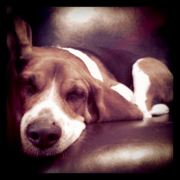 Jasper has had a very productive day in the home office.