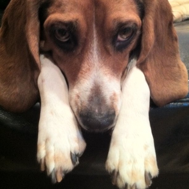 Jasper was giving me eyes but I couldn't get to my camera in time to capture it. I gestured for him to pose, he did, and I captured this. Crazy dog!