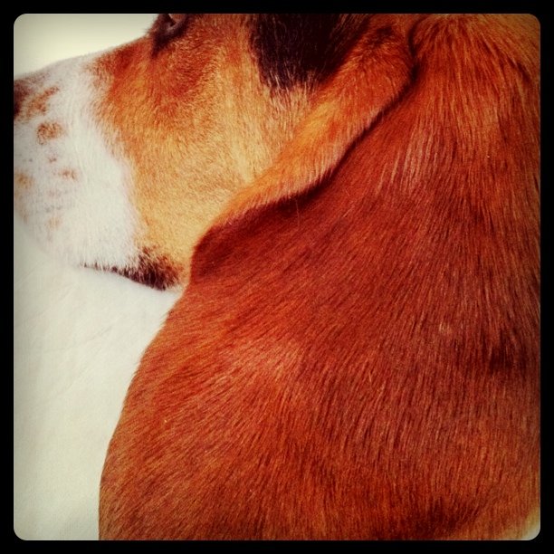 Big ears.