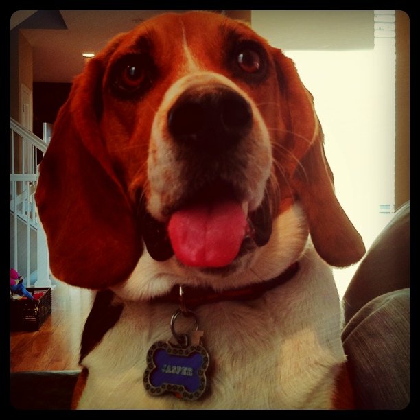 Tongue