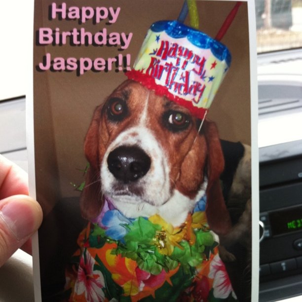 Jasper celebrated his birthday at doggy daycare