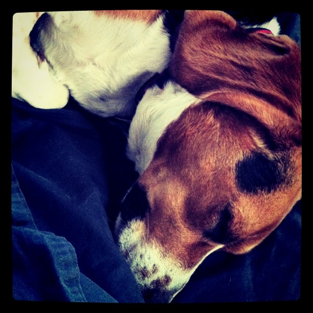 Jasper and I are having a hard time waking up