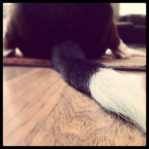 Tail