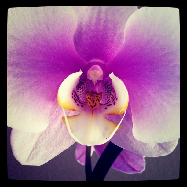 Orchid