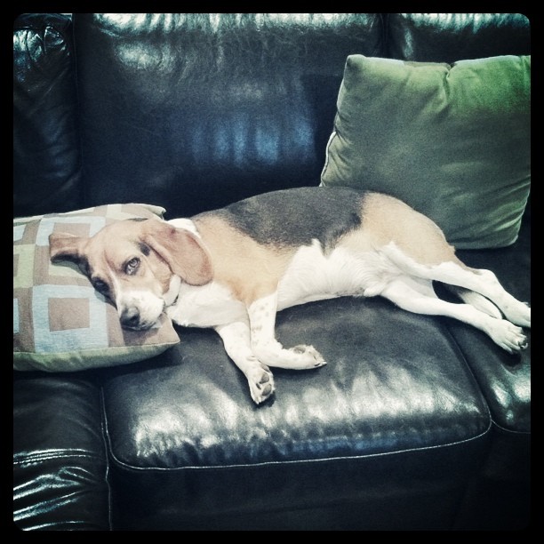 Dogs need pillows, too!