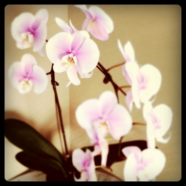 My orchid is growing nicely