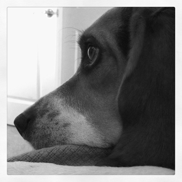Waiting for our morning w-a-l-k