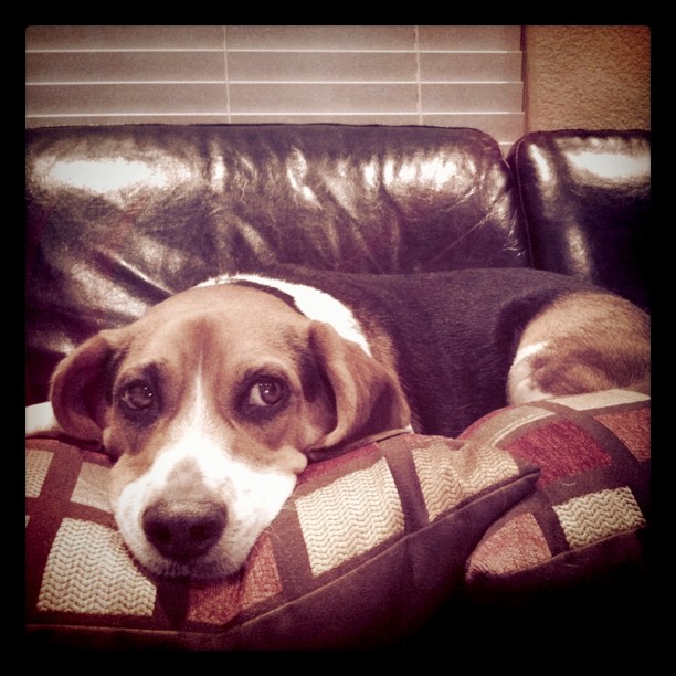 Because we can't lounge without pillows...