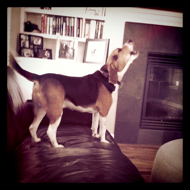 Howl