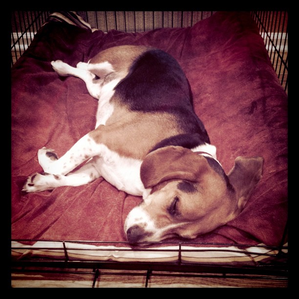 This is what the dog thinks about late night server migrations.
