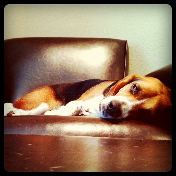 Dog days of summer