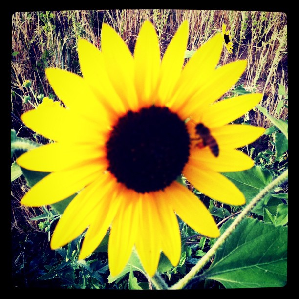 Bumblebee
