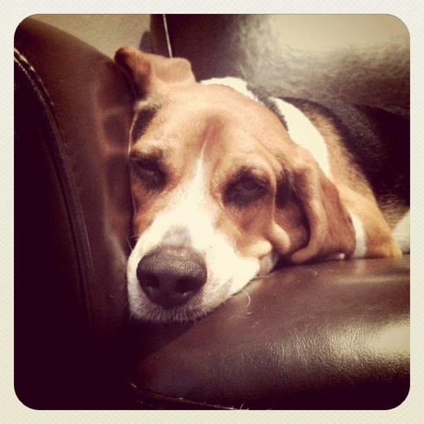 Jasper recovering from an upset tummy.