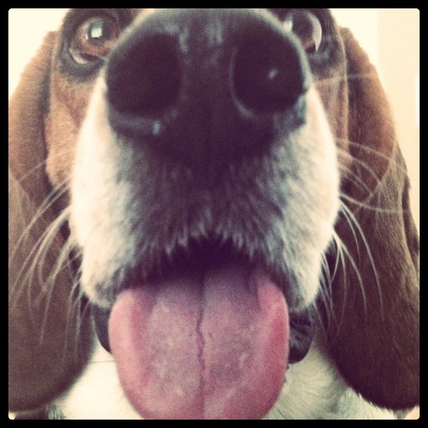 Tongue