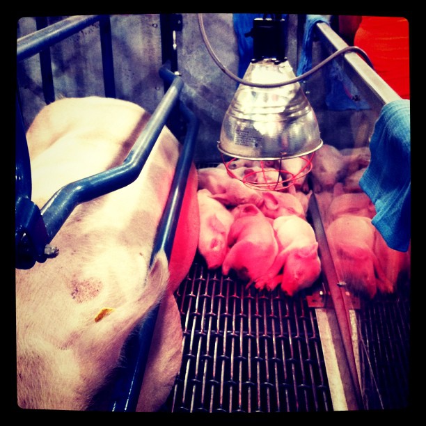 Future bacon