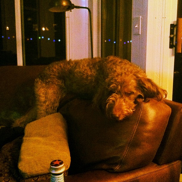 There's a muppet on the top of the sofa