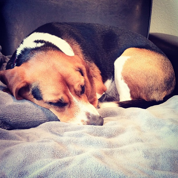After a night of sickness, Jasper finally crashes. He's still feeling a bit sick.