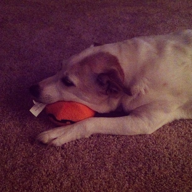 After a vigorous game of fetch, old man Fletcher says enough.
