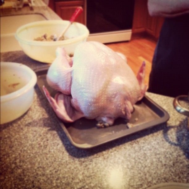 The bird