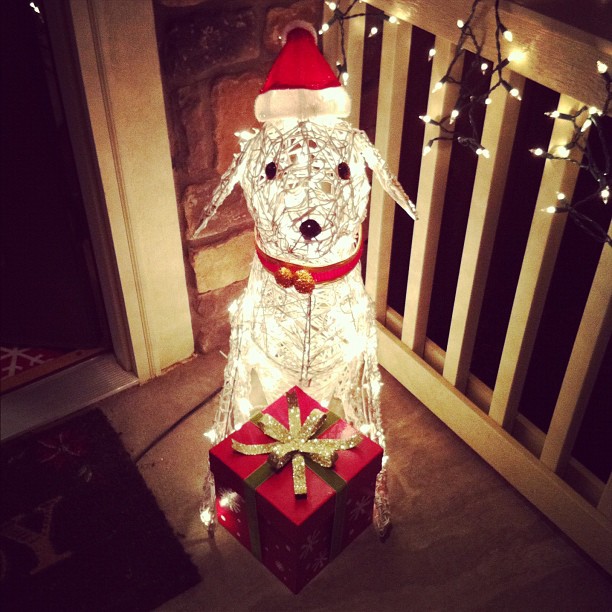 Real-life Jasper is terrified of lit-up Christmas Jasper