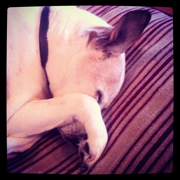 Fletcher sleeps funny. Ear up, protesting his face