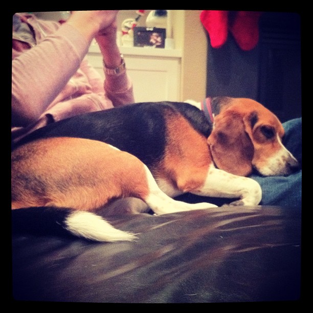 I love coming home after a week to a dead-tired and lovey Jasper.