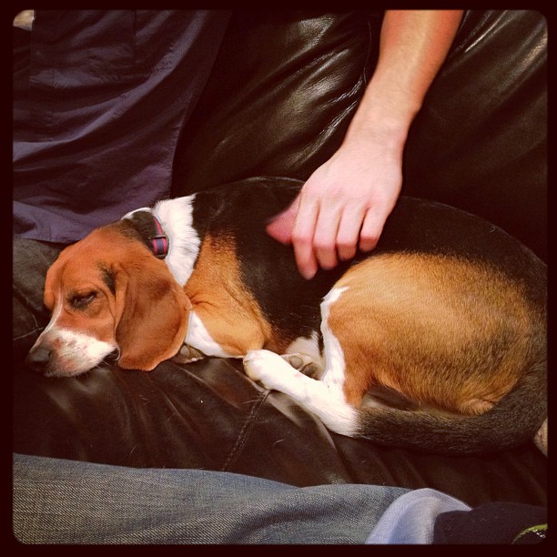 Jasper made a quick new friend but can't stay awake long enough to ring in the new year.