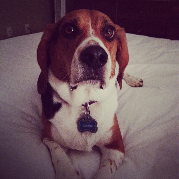 Jasper's "I want my bedtime treat" face
