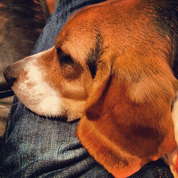 Thought process of a dog: "If I lay on him, he won't be able to leave me. Ever!"
