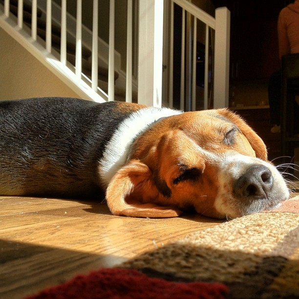 Working on his tan