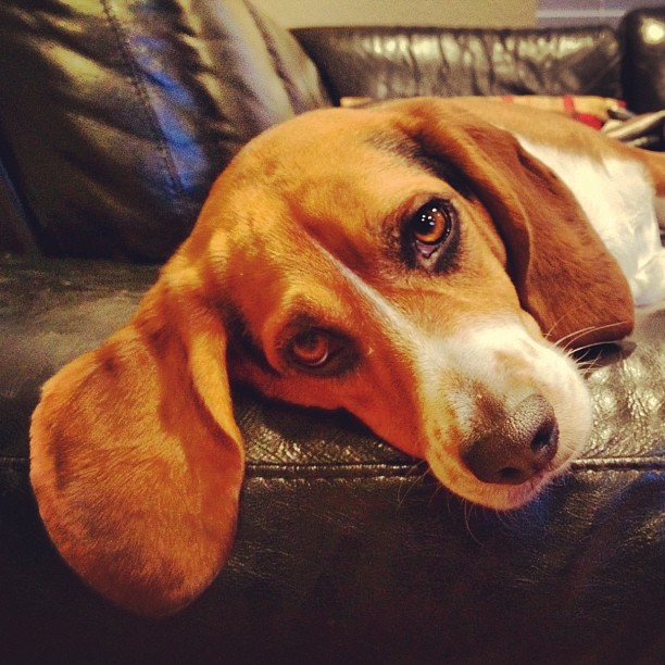 Ear
