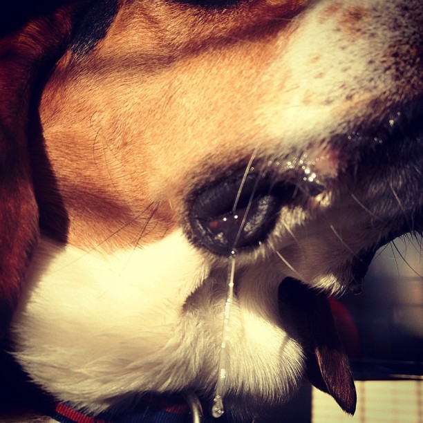 He can't stop drooling.