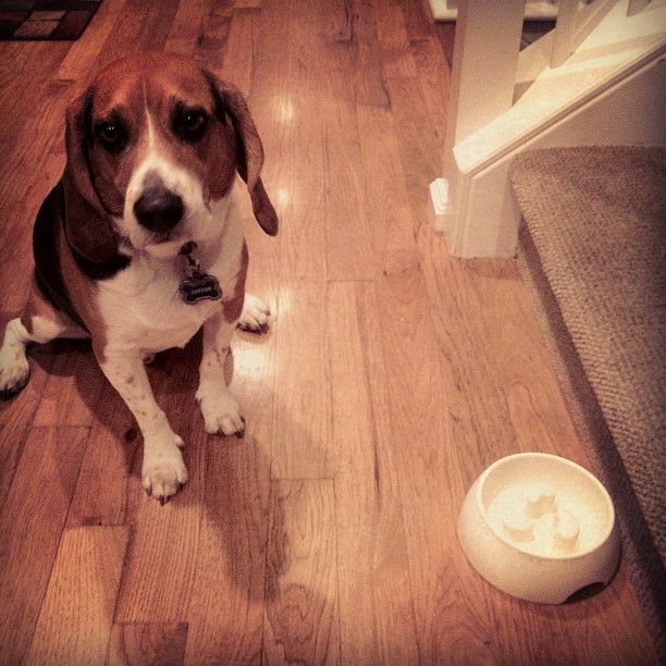 After two dinners, Jasper was so hungry that he pushed his bowl a good 15 feet to get our attention.