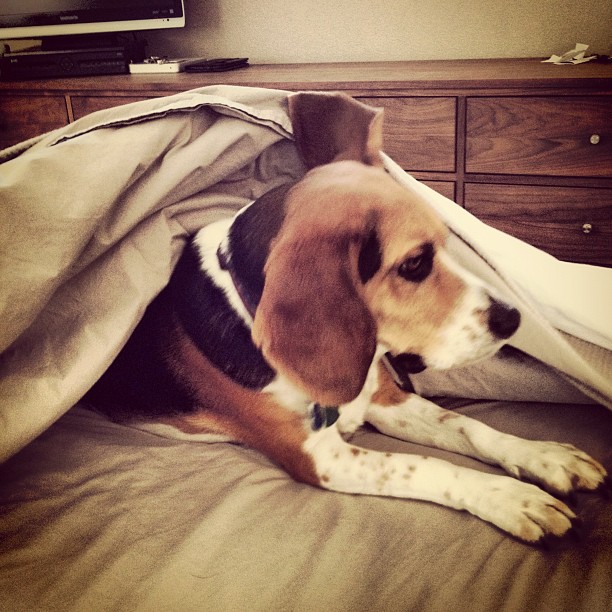 Jasper emerging from his cocoon