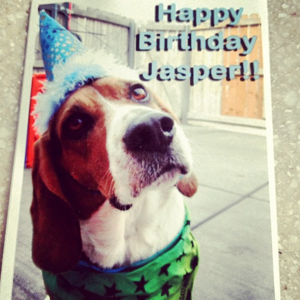 Jasper turns 4 tomorrow. Doggy daycare sent him home with this.