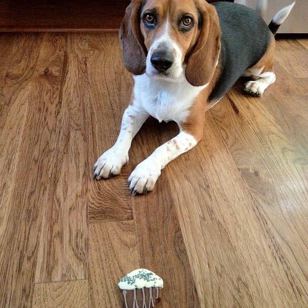 Jasper waits for his birthday cookie