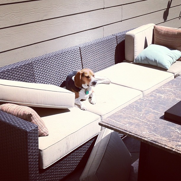 Caught Jasper working on his tan