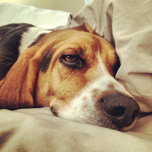 Lazy Saturday mornings