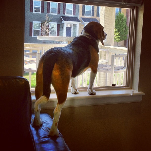 Wishful longing